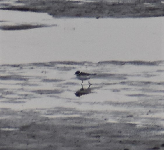 eBird Checklist 22 Apr 2020 Wood Dale Reservoir 30 species