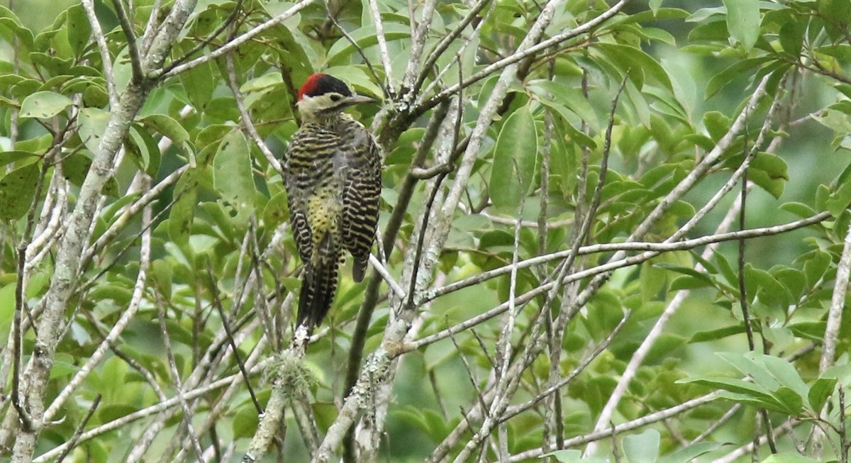 Green-barred Woodpecker - Jim Tietz