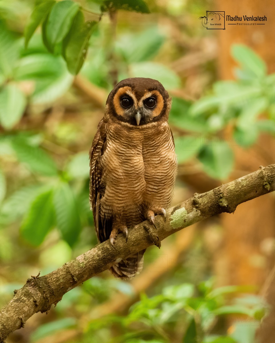 Brown Wood-Owl - ML226177771