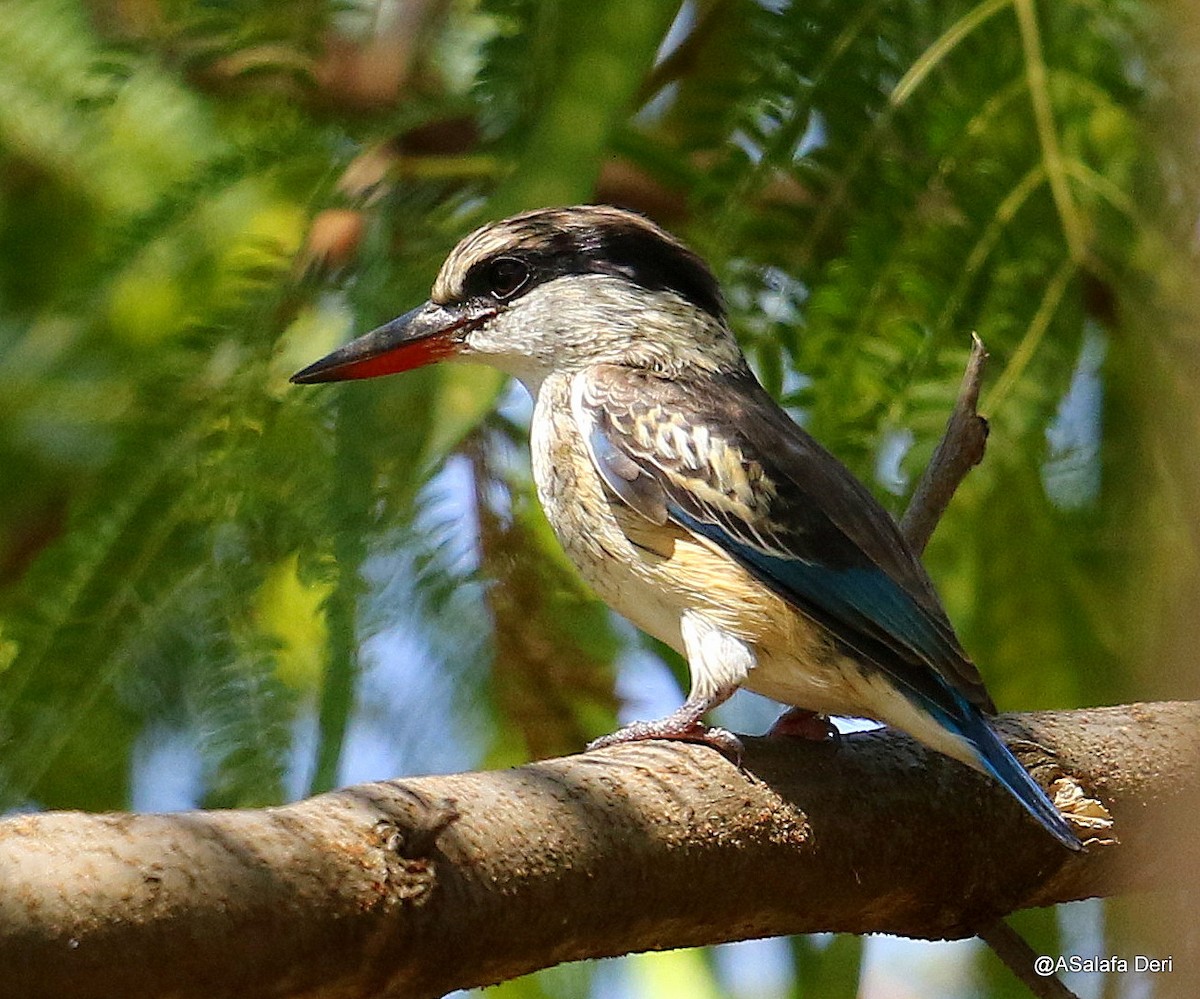 Striped Kingfisher - Fanis Theofanopoulos (ASalafa Deri)