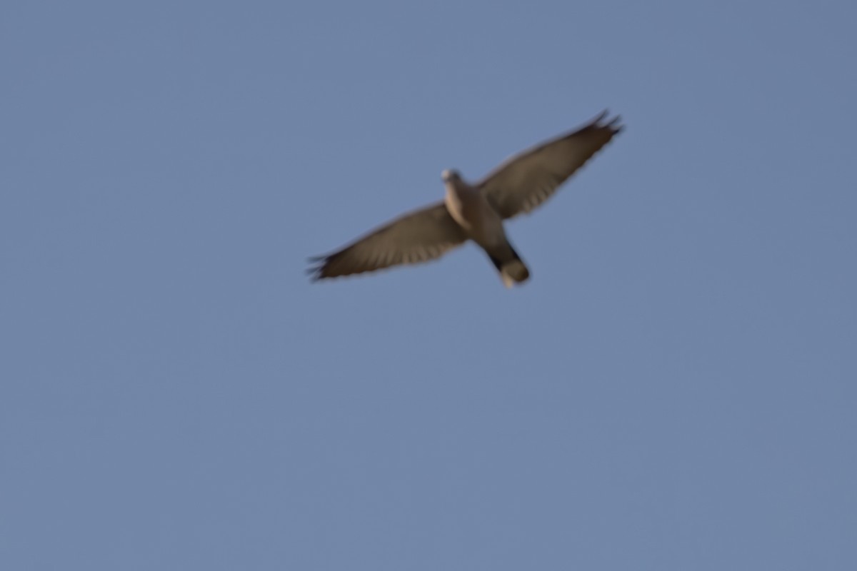 Eurasian Collared-Dove - ML226180211