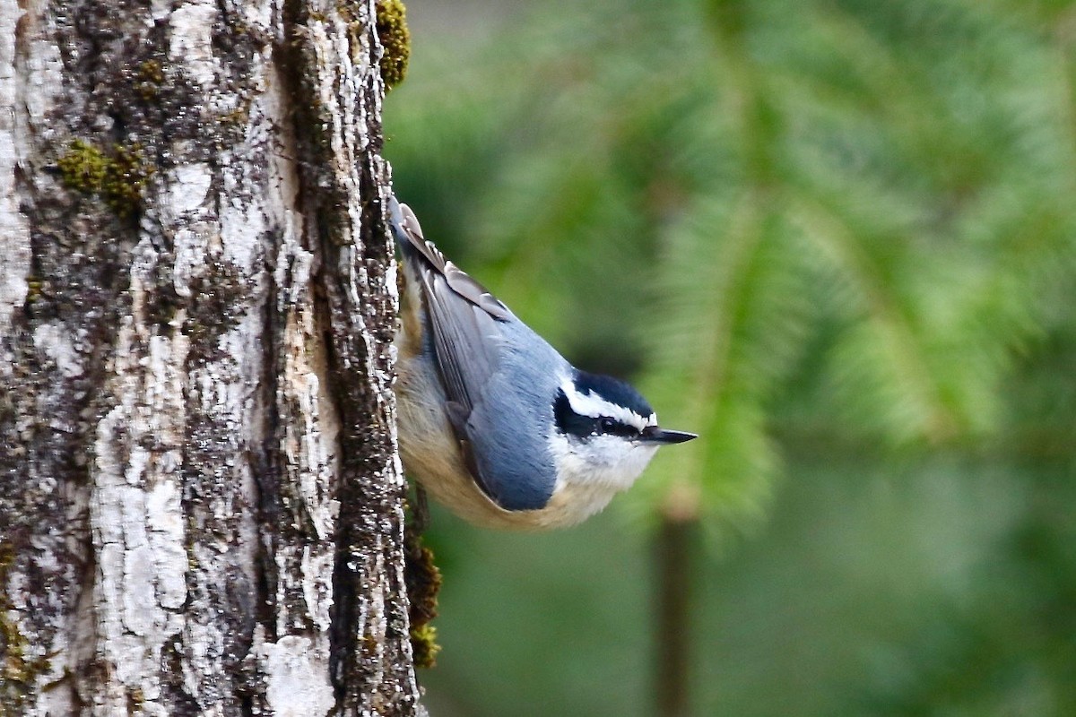 Red-breasted Nuthatch - Krista Oswald