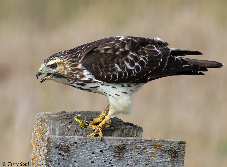 Broad-winged Hawk - Terry Sohl