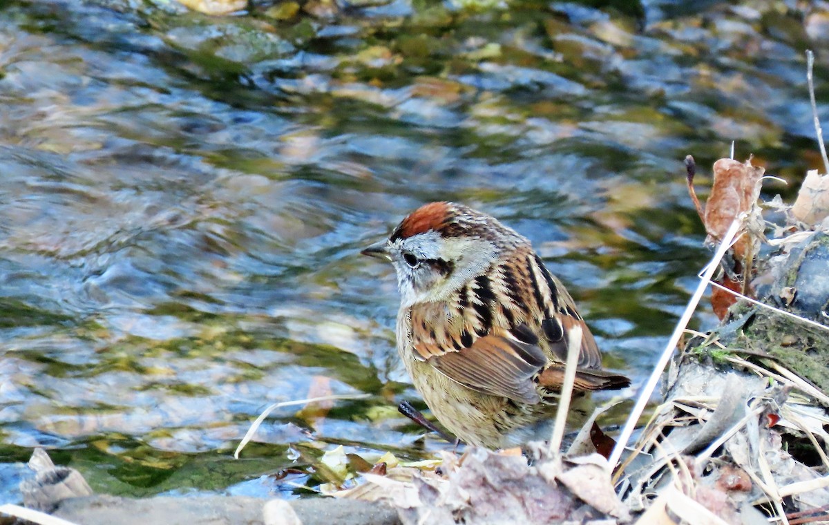 Swamp Sparrow - ML226189701
