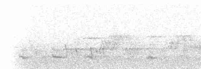 Белобрюхий воронец - ML226194