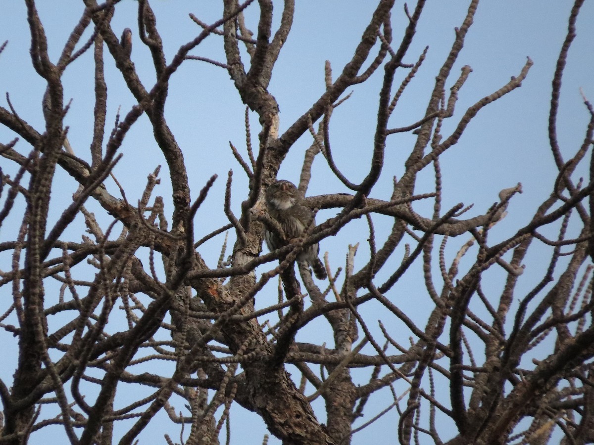Northern Pygmy-Owl - ML226195401
