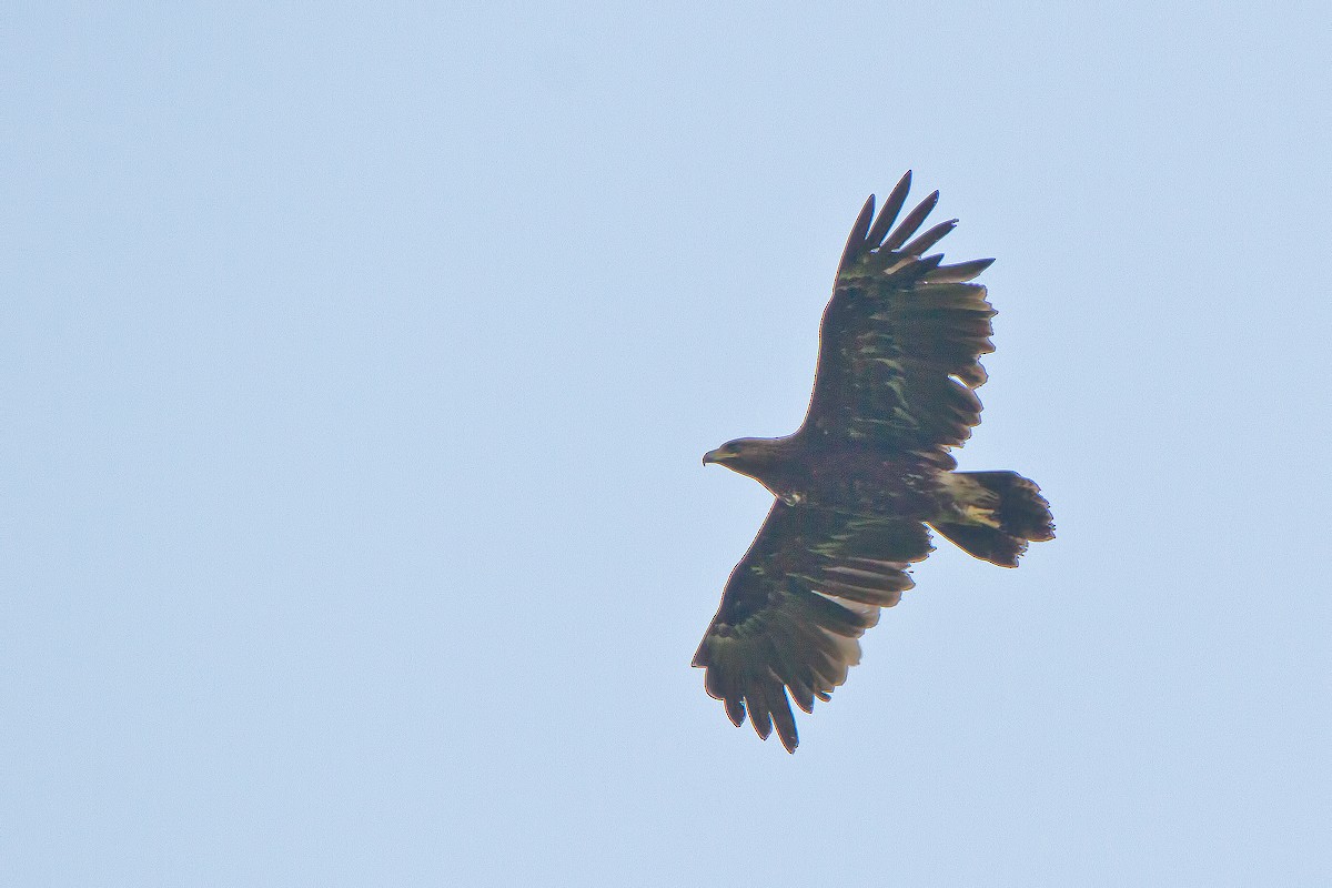 Indian Spotted Eagle - Muthu Narayanan