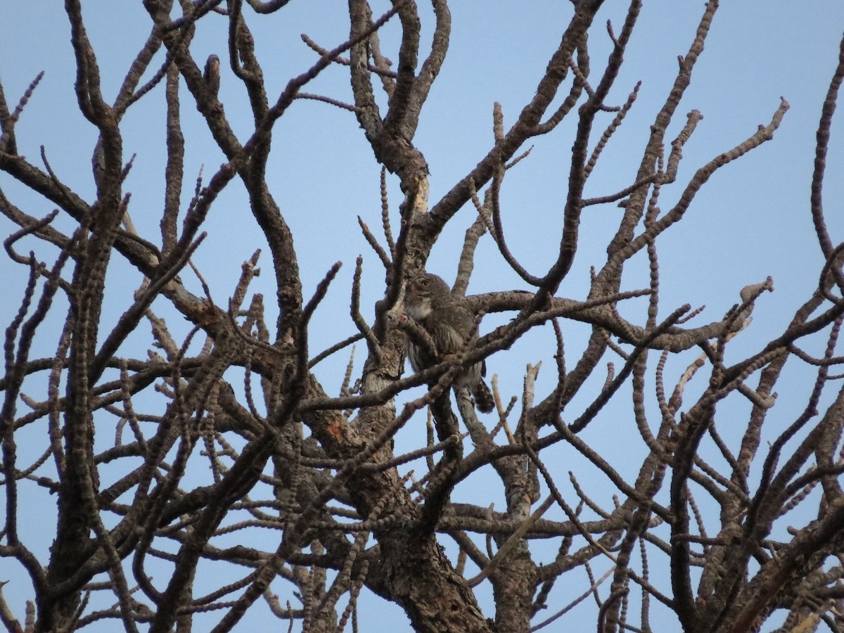 Northern Pygmy-Owl - ML226195411