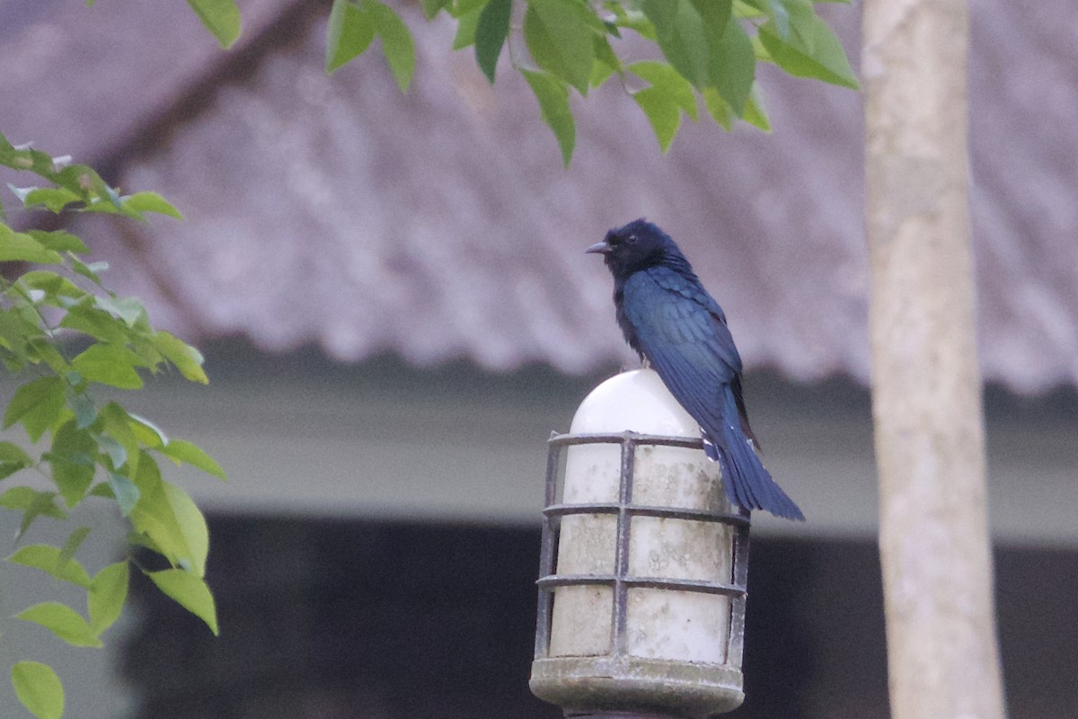 Square-tailed Drongo-Cuckoo - Jeanne Verhulst