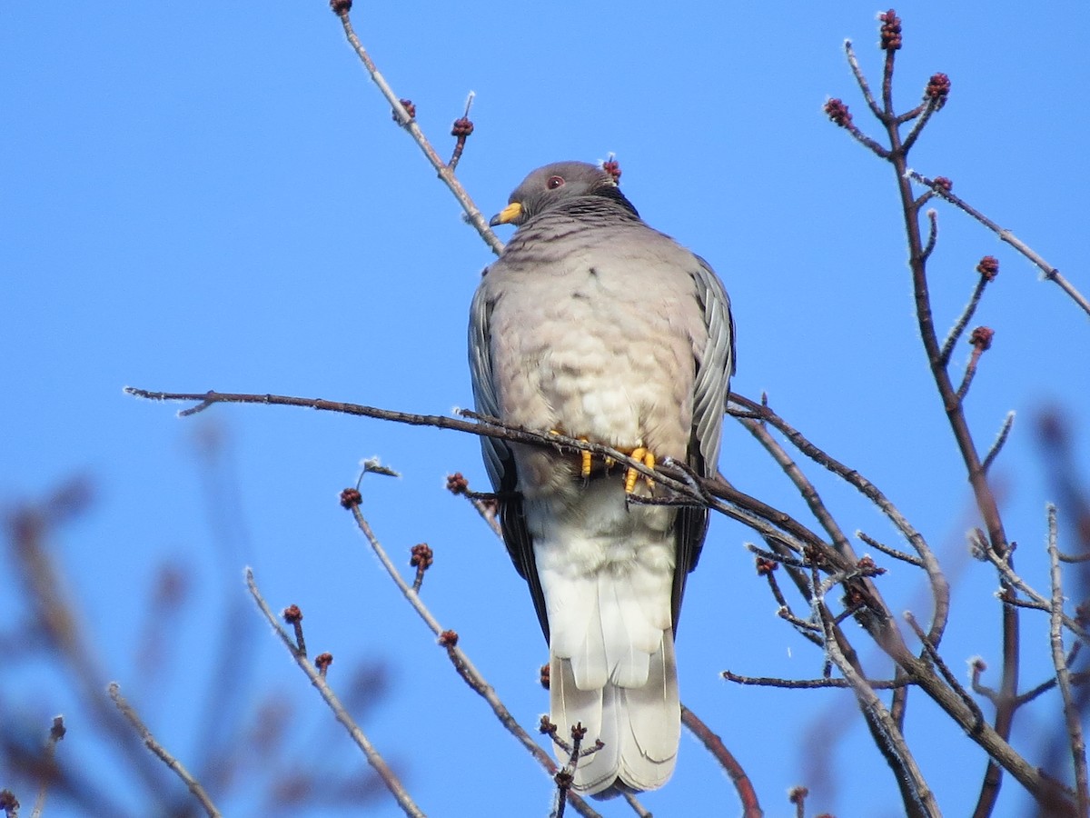 Band-tailed Pigeon - ML22620201