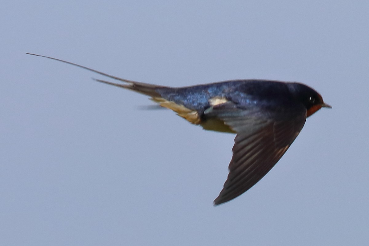 Barn Swallow - ML226202201
