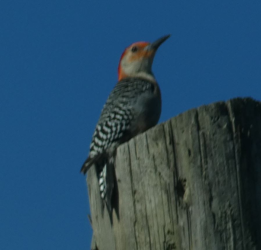 Red-bellied Woodpecker - ML226203051