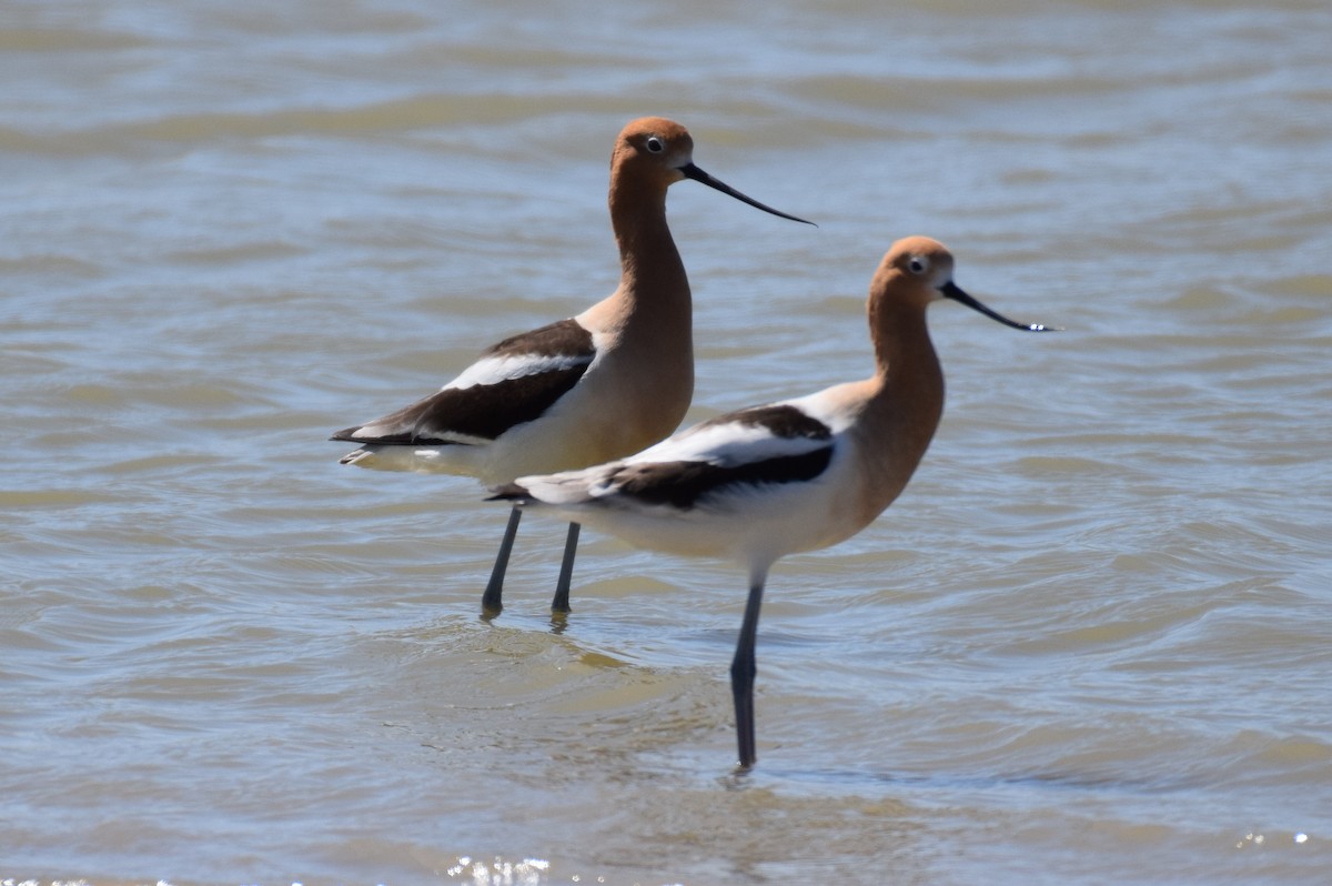 eBird Checklist - 22 Apr 2020 - McAlister Park, Lubbock - 38 species