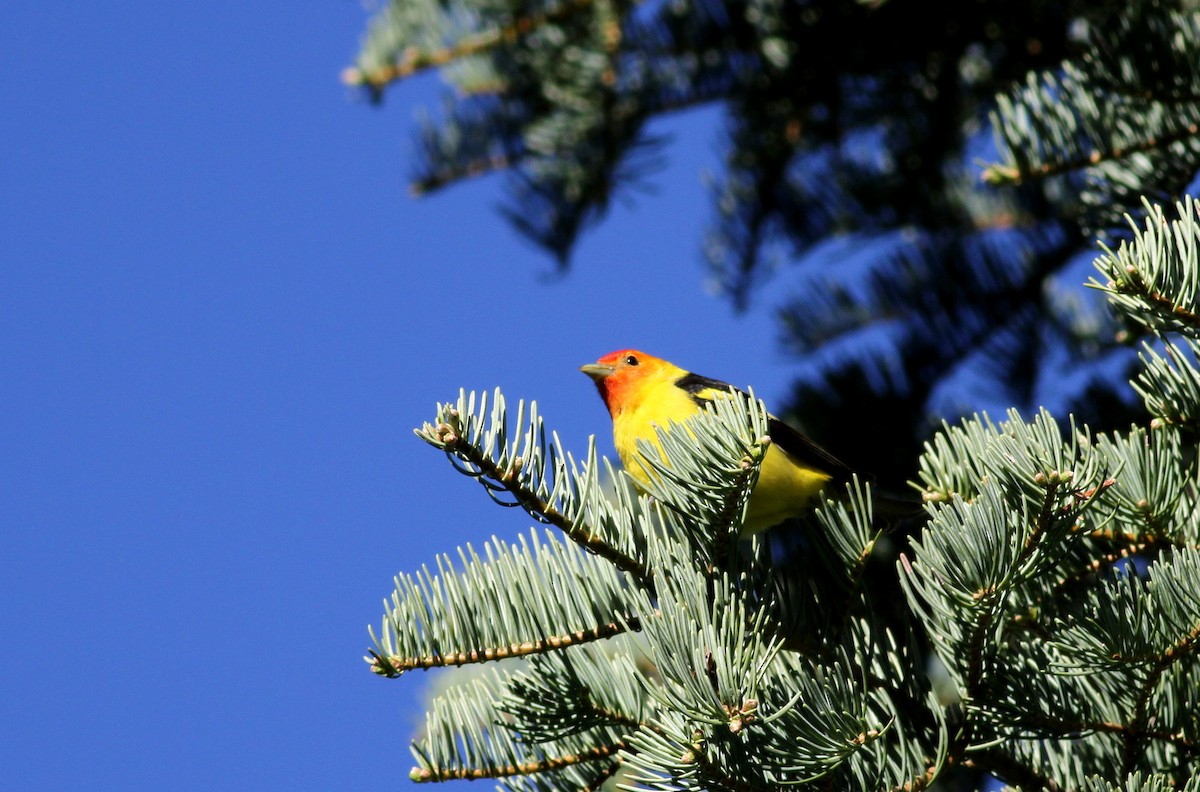Western Tanager - ML22620851