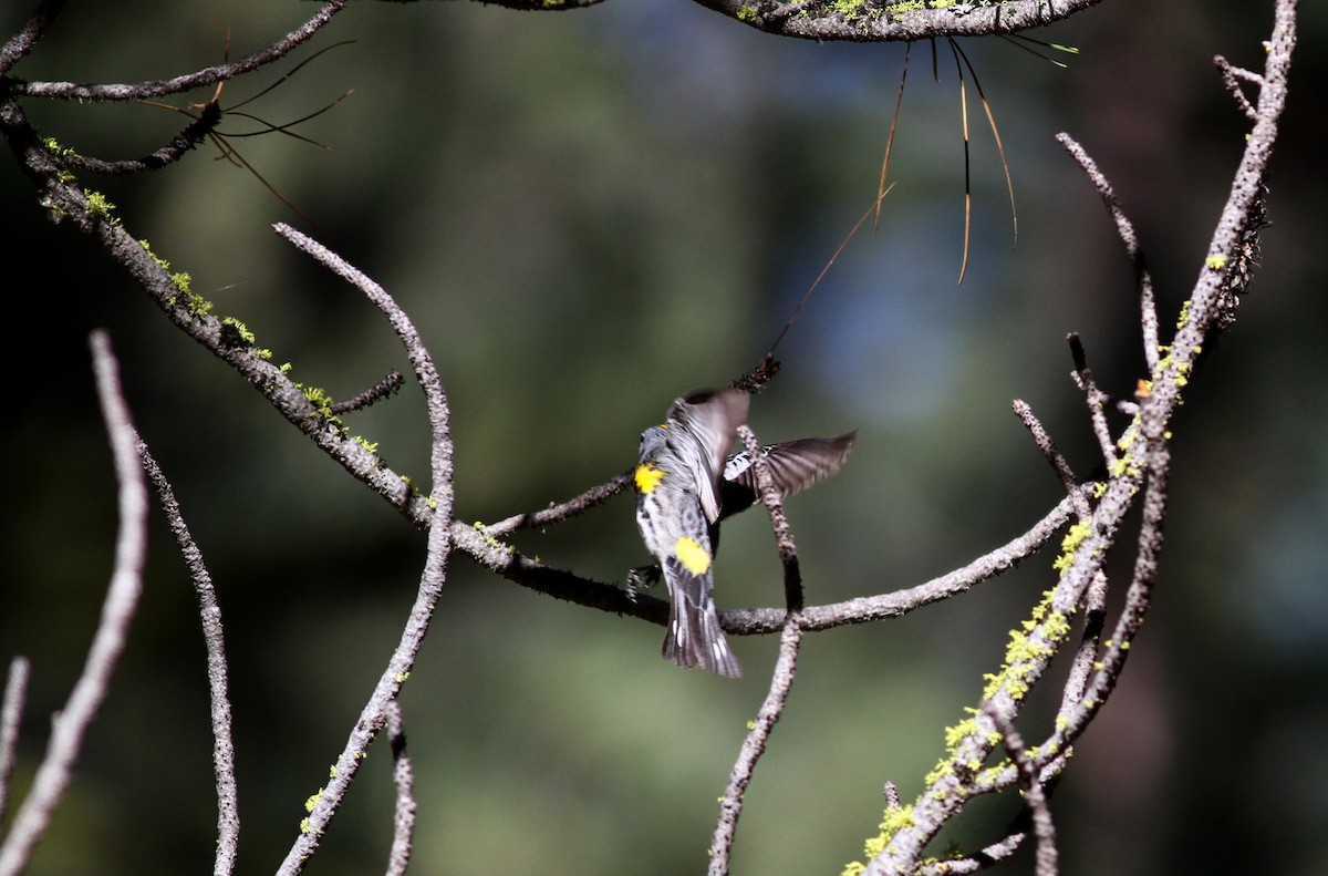 Yellow-rumped Warbler (Audubon's) - ML22620971