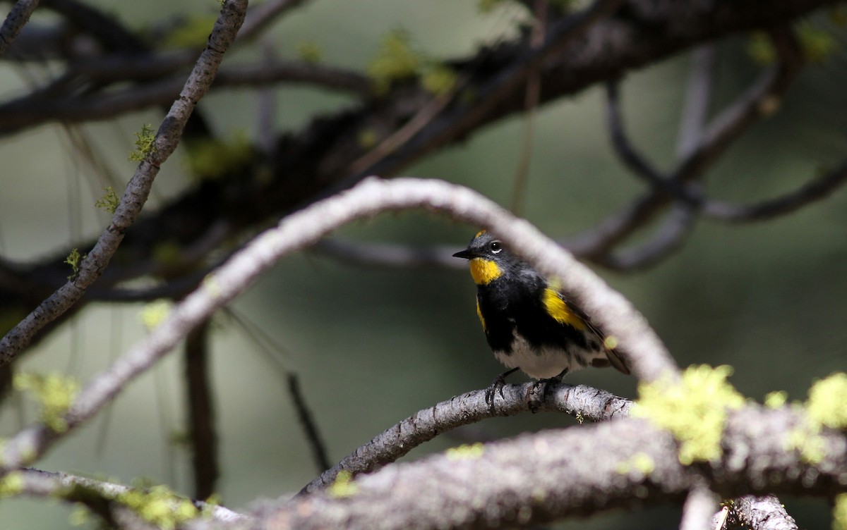 Yellow-rumped Warbler (Audubon's) - ML22620981
