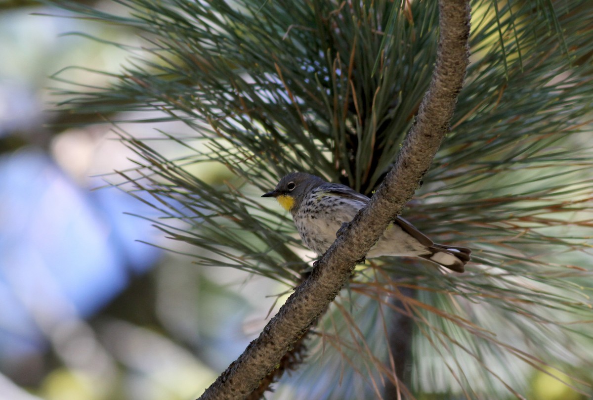 Yellow-rumped Warbler (Audubon's) - ML22621011