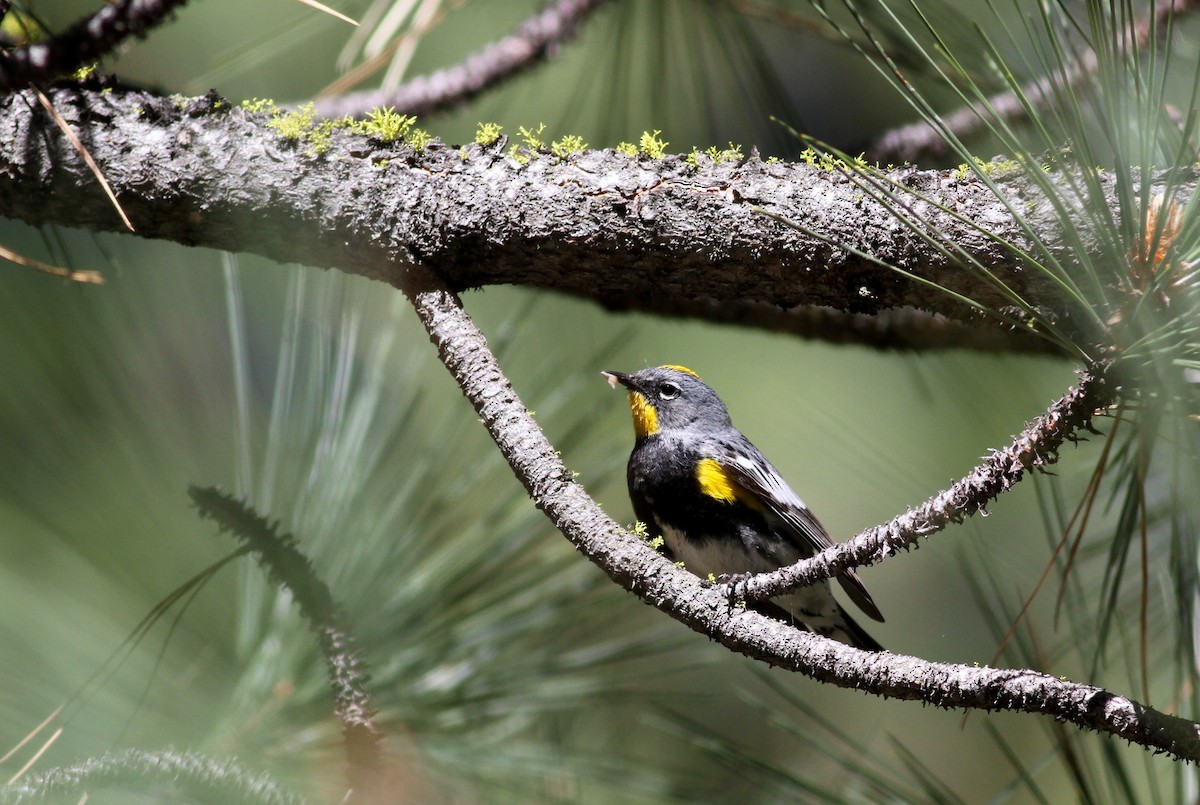 Yellow-rumped Warbler (Audubon's) - ML22621021