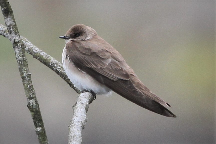 Northern Rough-winged Swallow - Matthew Valencic