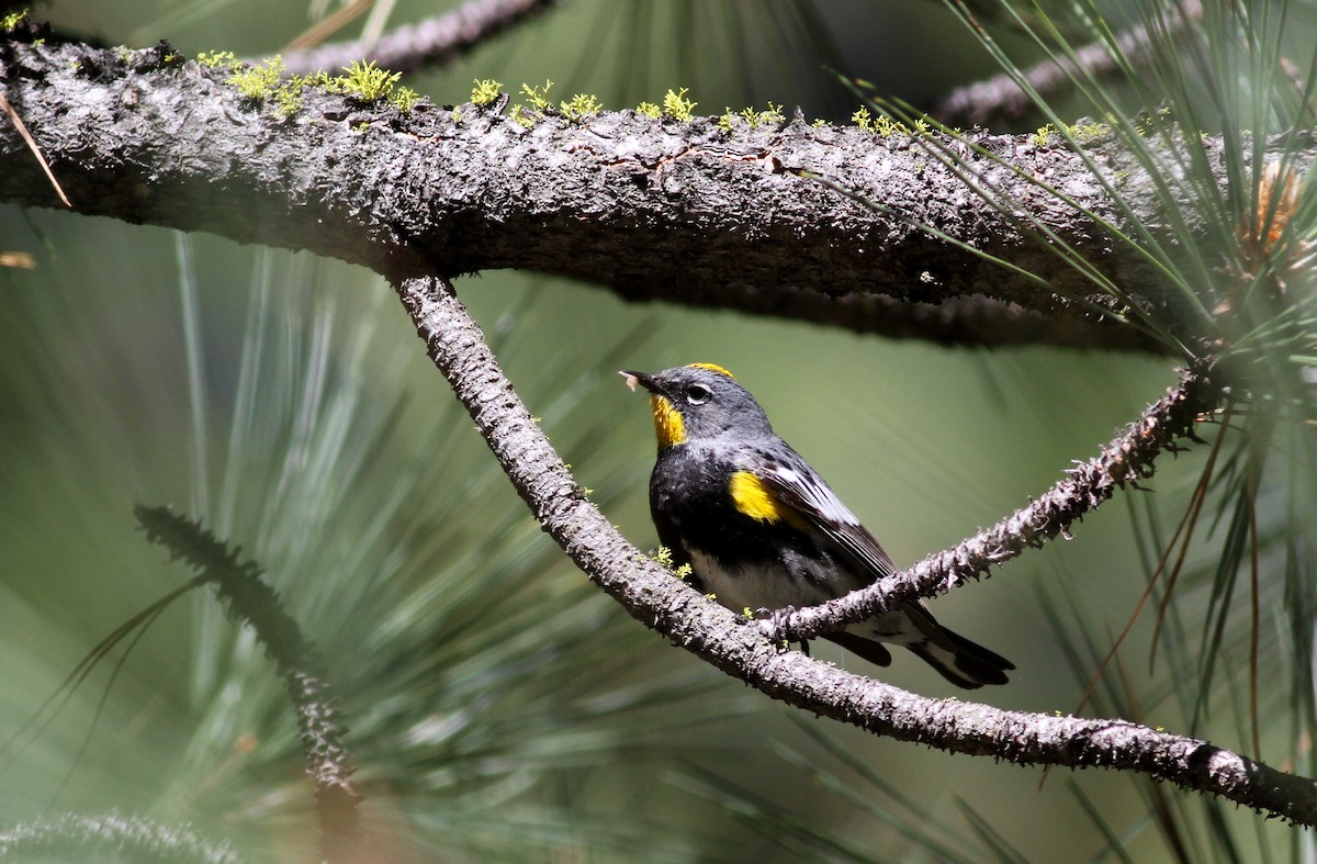 Yellow-rumped Warbler (Audubon's) - Jay McGowan
