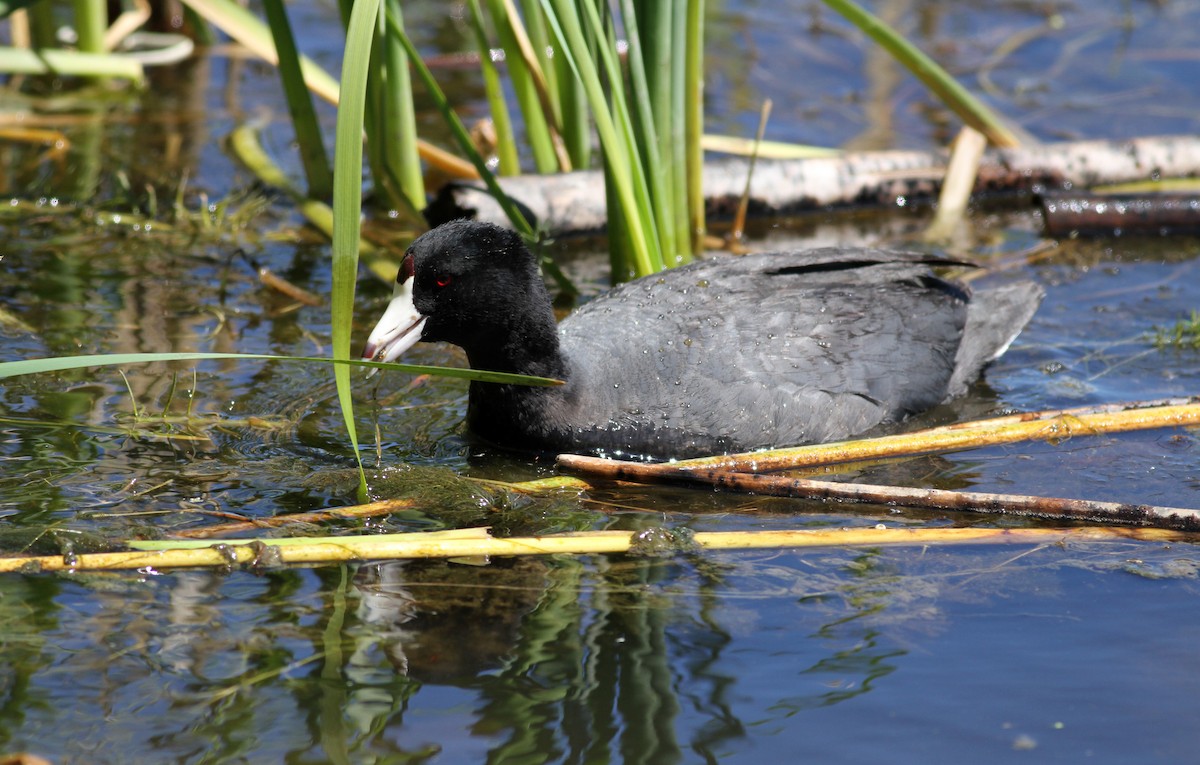 American Coot (Red-shielded) - ML22621291
