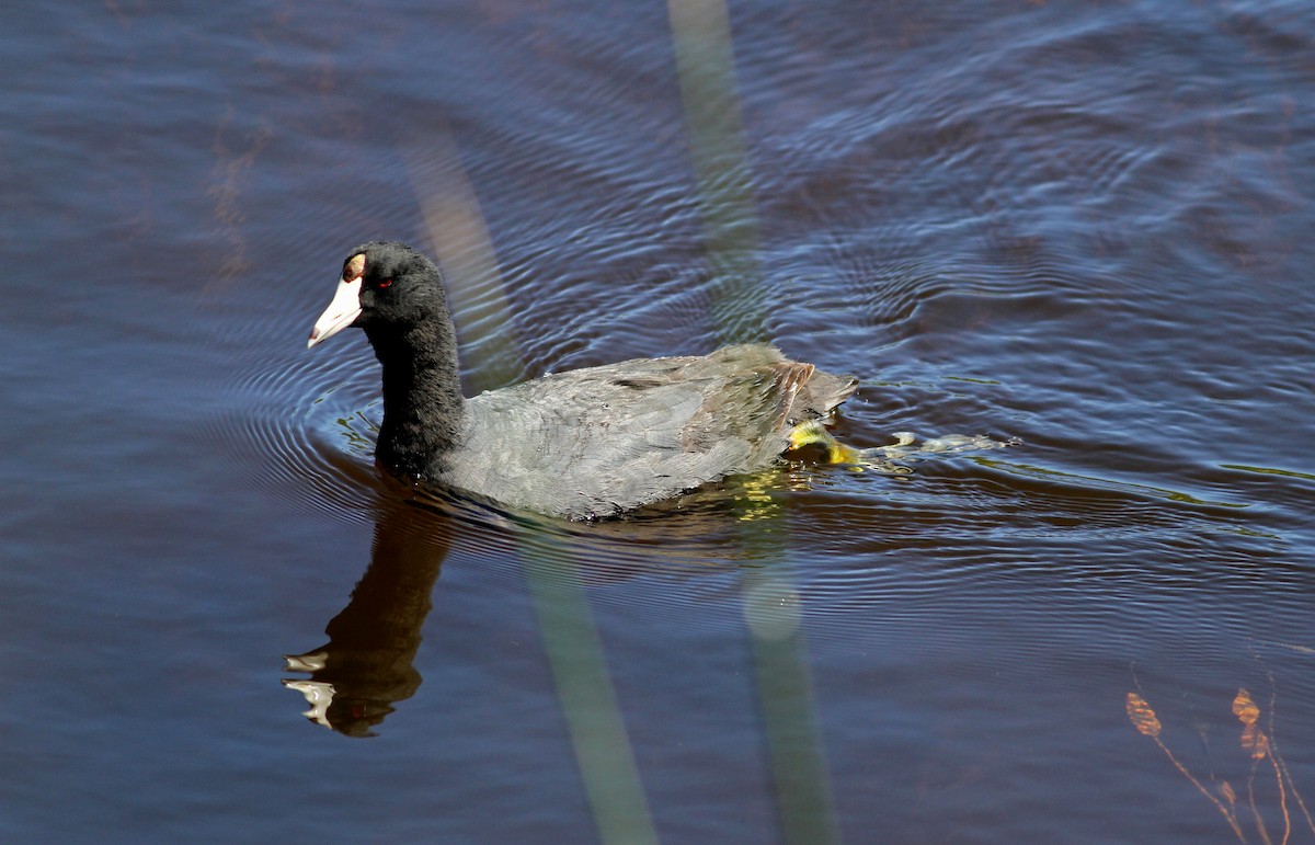 American Coot (Red-shielded) - ML22621431