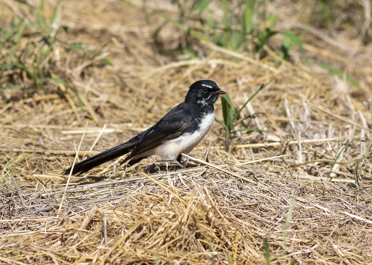 Willie-wagtail - ML226214791