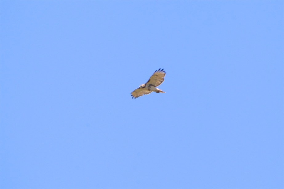 Red-tailed Hawk - ML226220681