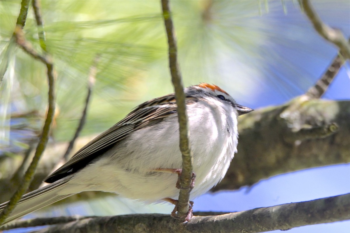 Chipping Sparrow - ML226221431