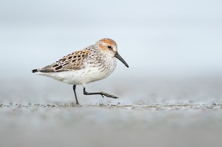 Western Sandpiper