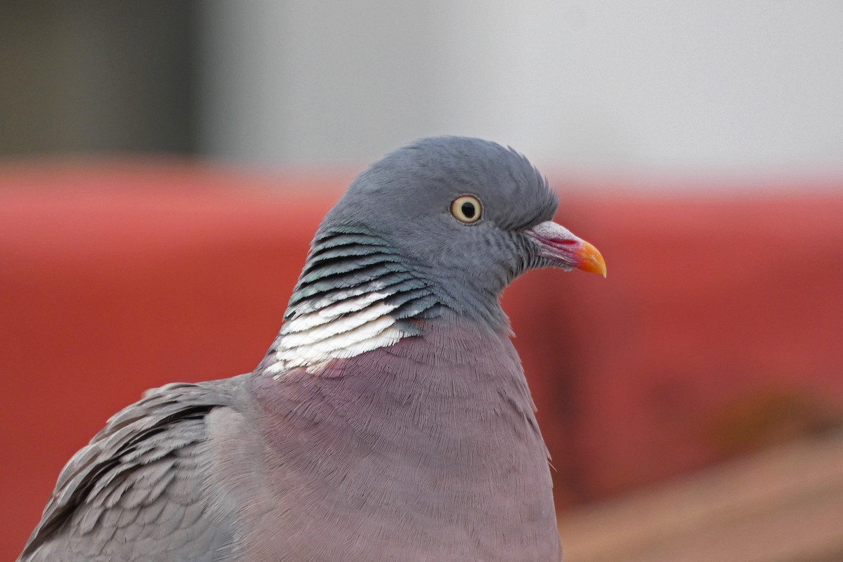 Common Wood-Pigeon - ML226226481