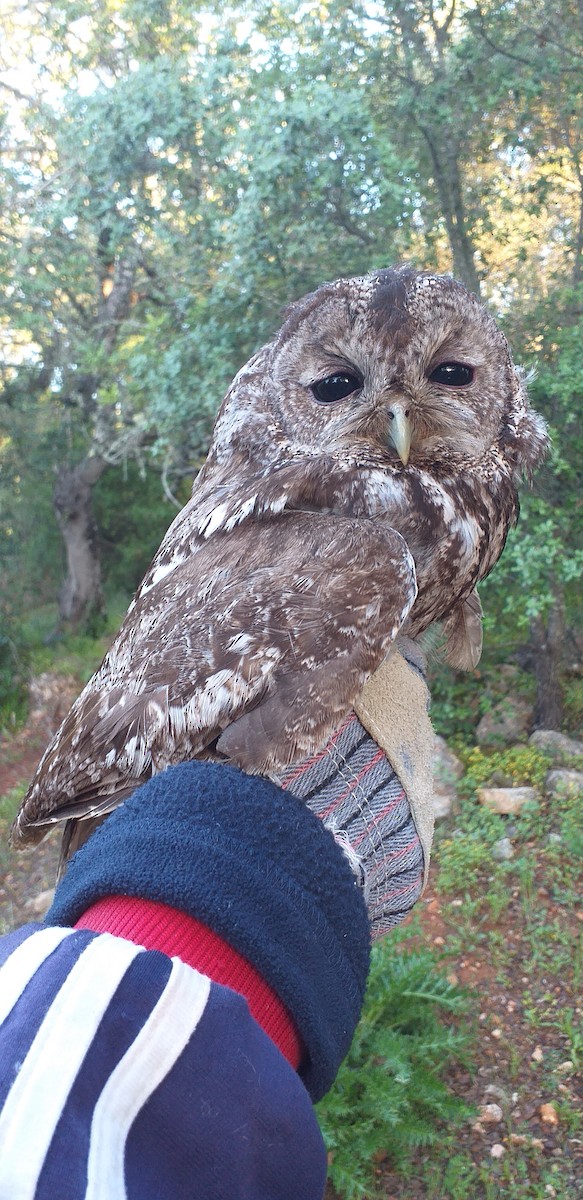 Tawny Owl - ML226228581
