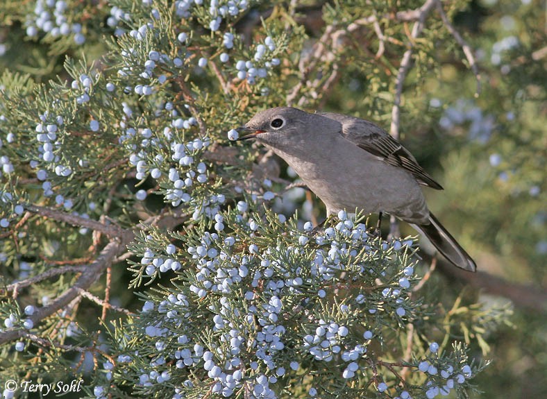 Townsend's Solitaire - Terry Sohl