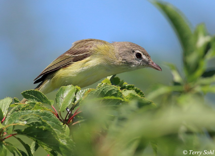 Bell's Vireo - Terry Sohl