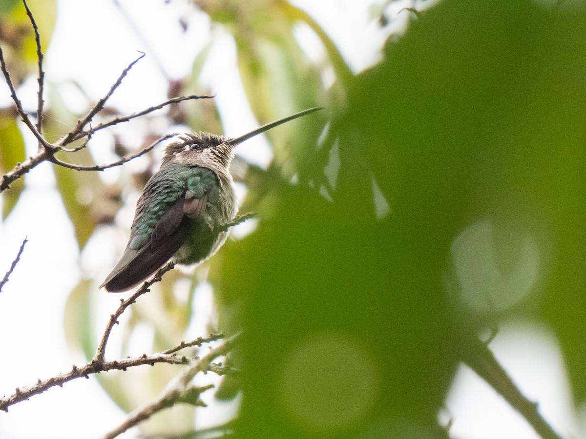 Talamanca Hummingbird - ML226234951