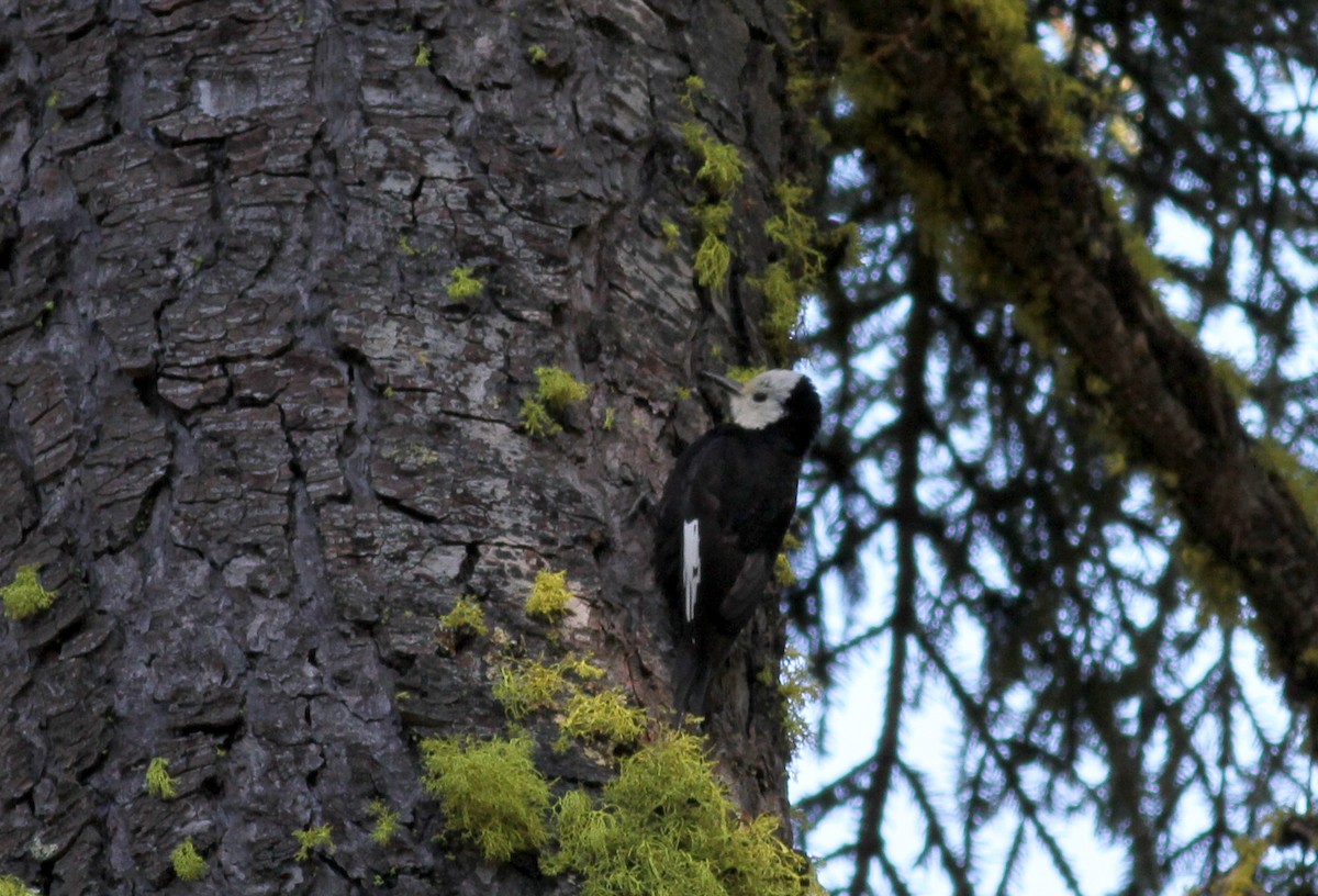 White-headed Woodpecker - Jay McGowan