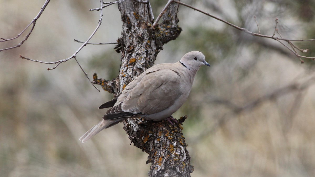 Eurasian Collared-Dove - Eric Hynes