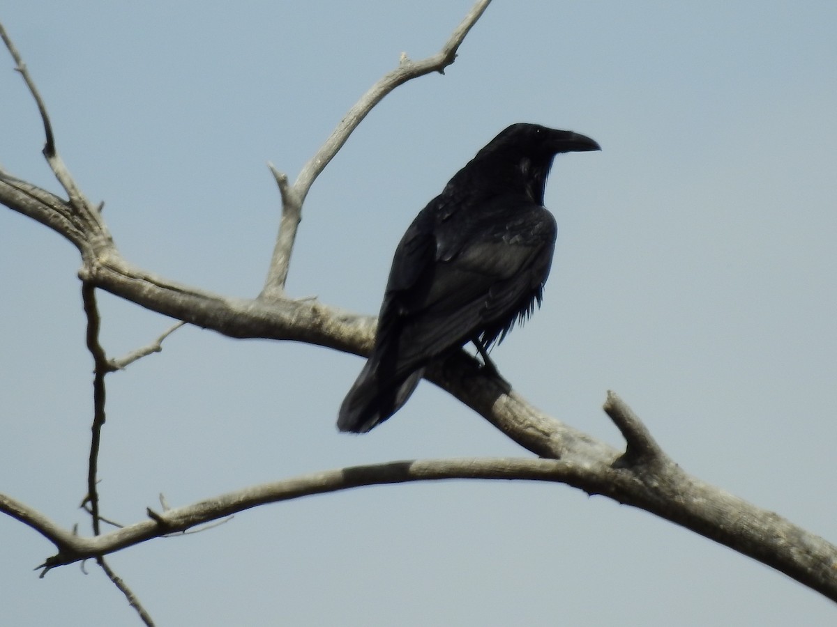 Common Raven - Fawn Simonds