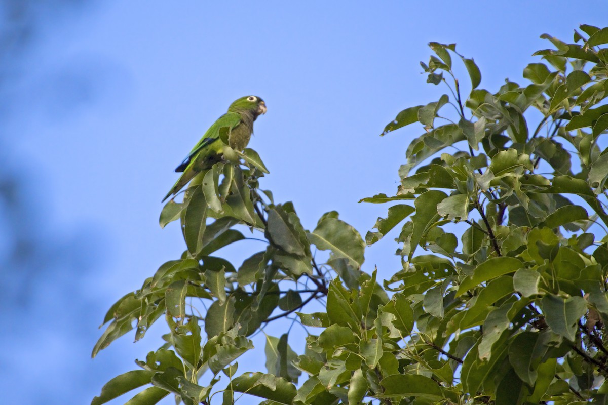 Olive-throated Parakeet (Aztec) - ML226243081