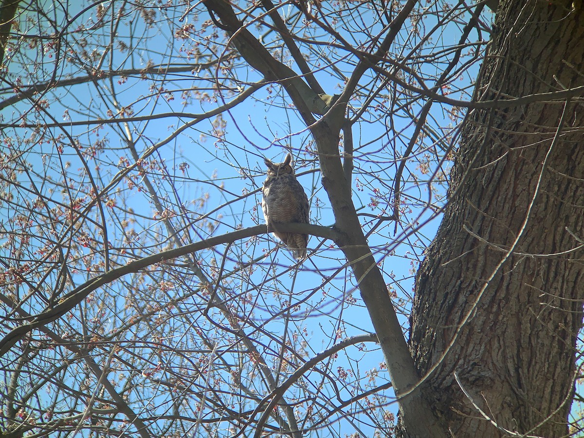 Great Horned Owl - ML226244821