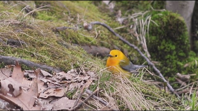 Prothonotary Warbler - ML226255341