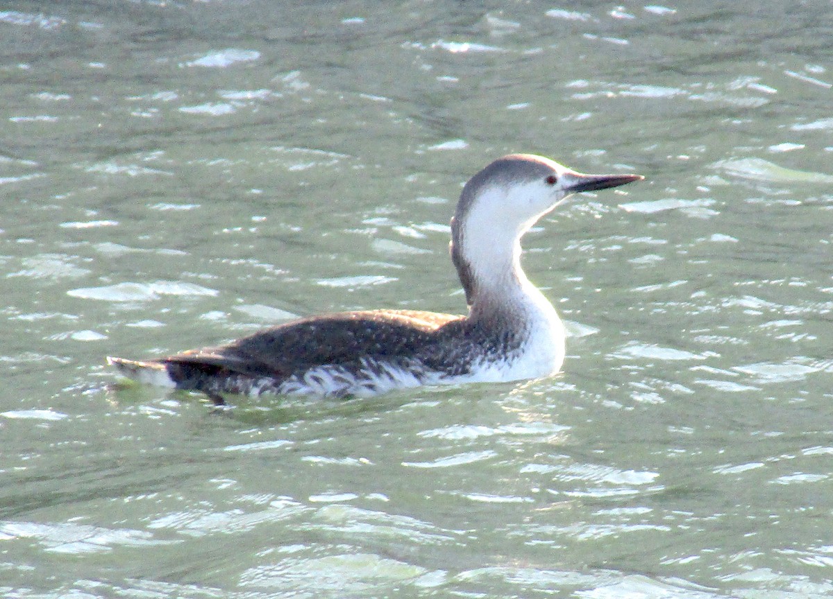Red-throated Loon - ML226255801