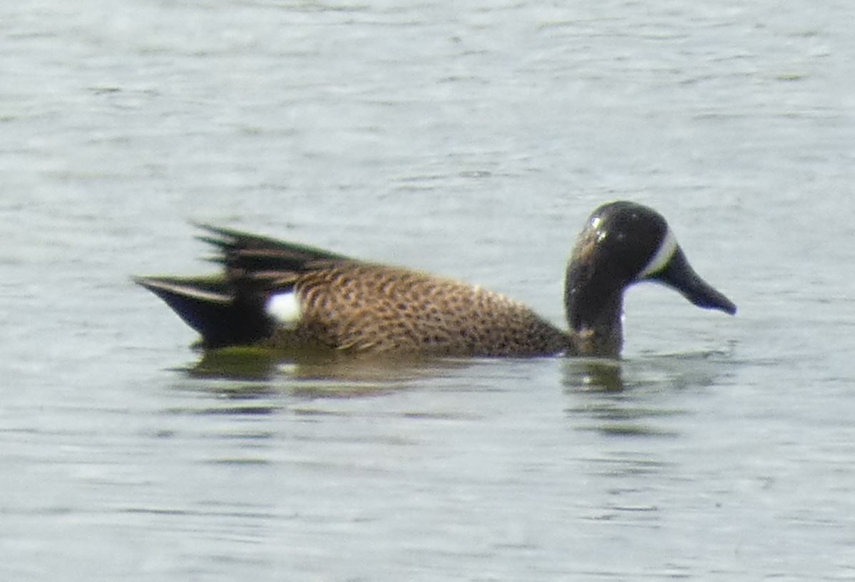 Blue-winged Teal - ML226258181
