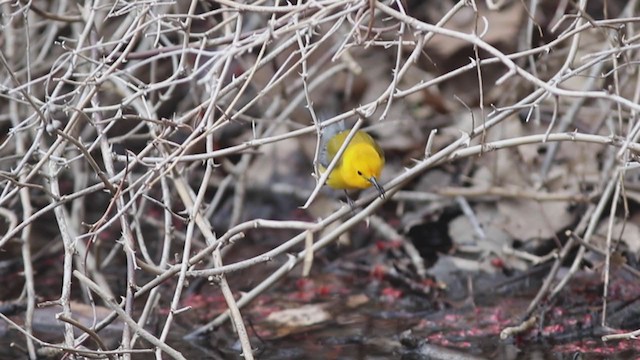 Prothonotary Warbler - ML226259301