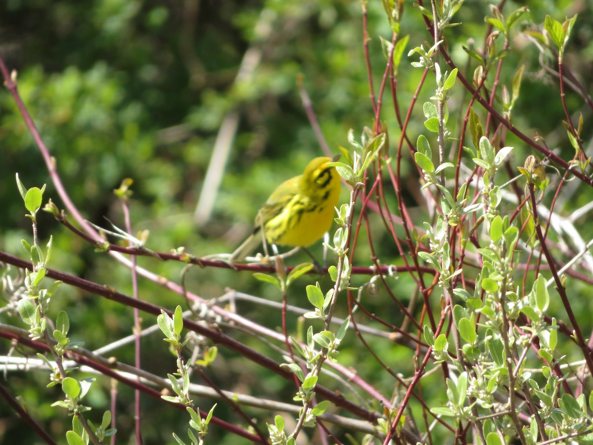 eBird Checklist - 22 Apr 2020 - Patsy Hillman Park - 1 species