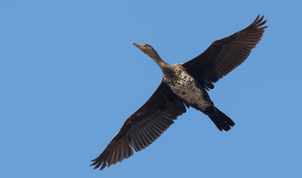 Great Cormorant - Bethan Clyne