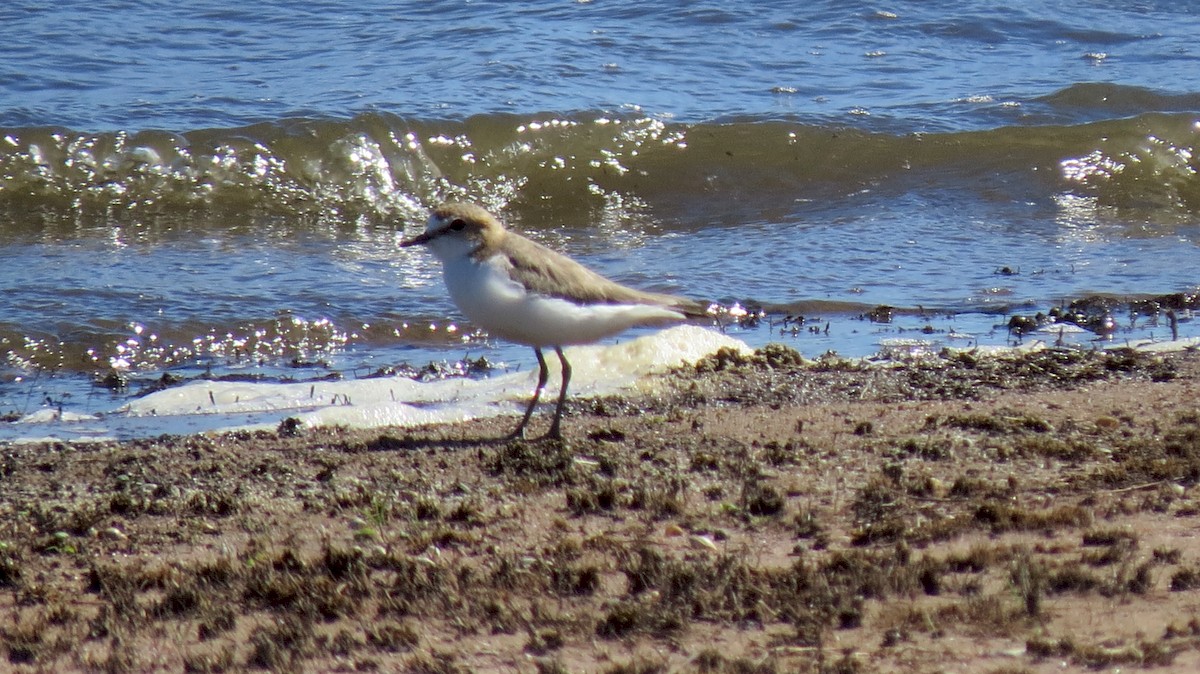 Red-capped Plover - ML226262091