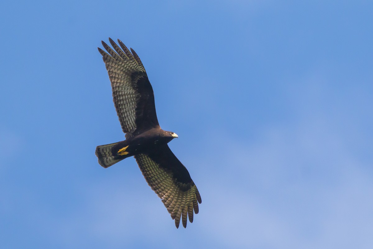 Zone-tailed Hawk - Gabriel Bonfa
