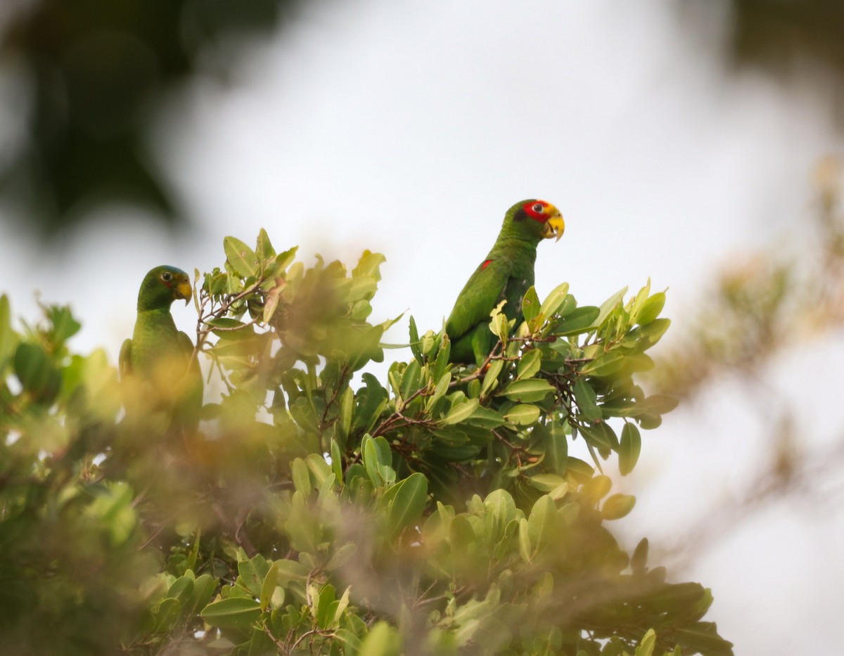 Yellow-lored Parrot - ML226263451