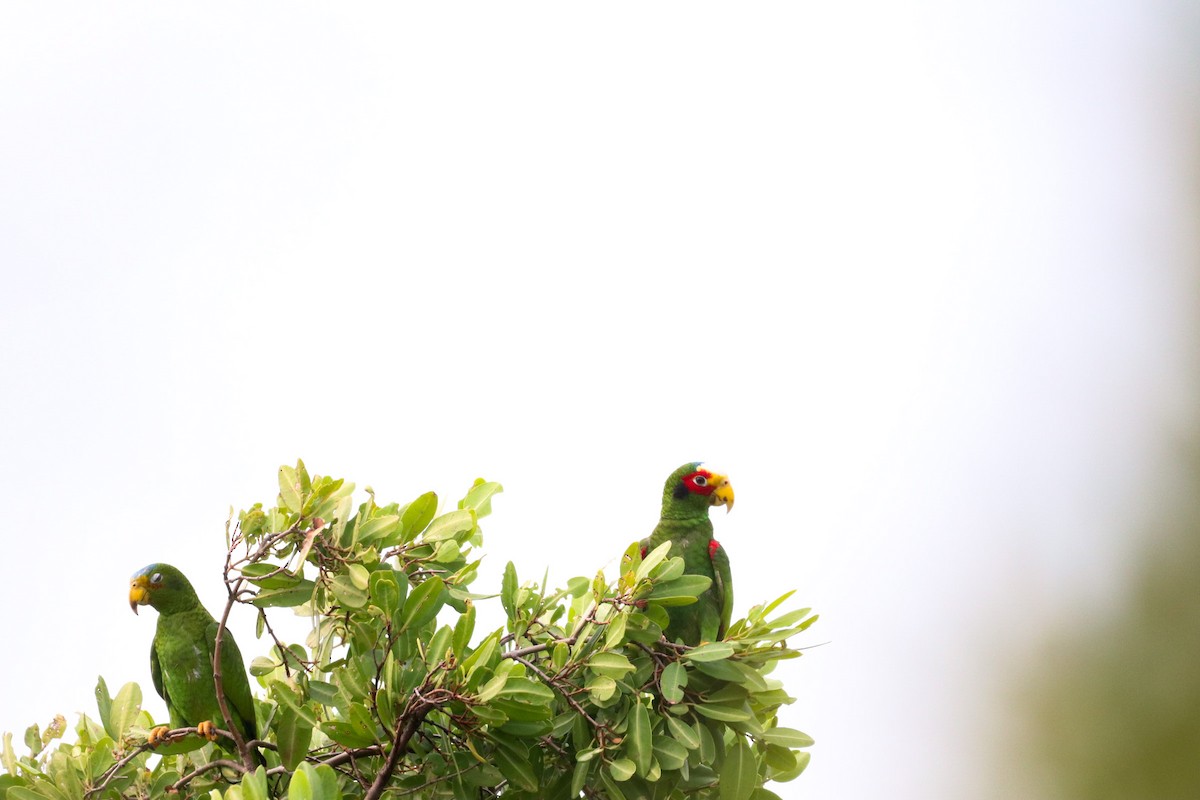 Yellow-lored Parrot - ML226264031
